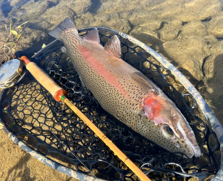 “ Spirited Trout “ ( スピリッテッドトラウト ) スペシャルⅡ Ⅲ